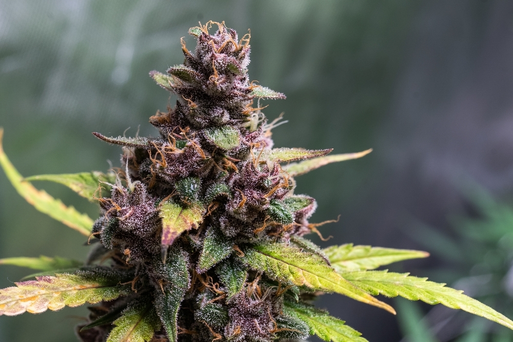 Gelato Strain: Your Guide to This Popular Cannabis Type