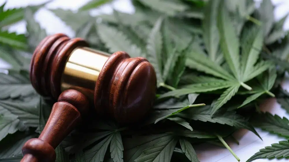 The Future of Cannabis in Illinois