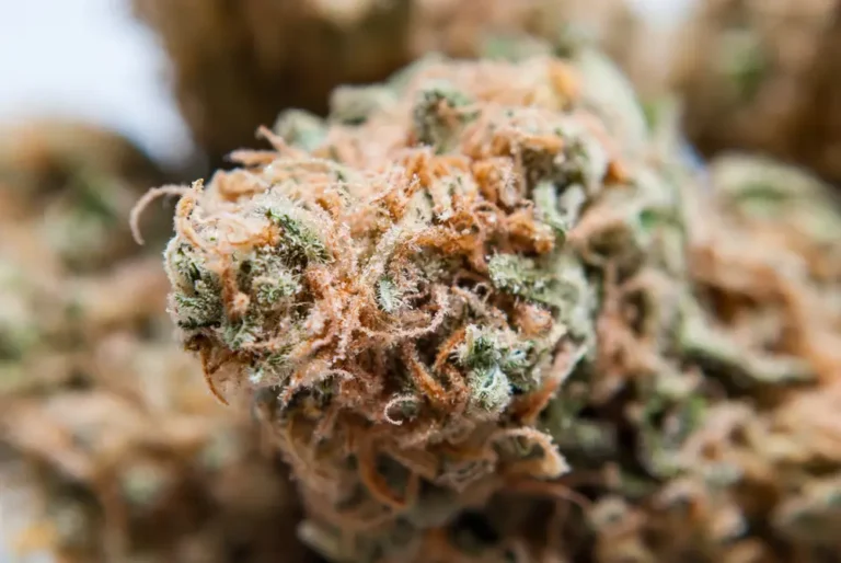 Afghani Skunk Strain: A Guide for Recreational and Medical Users