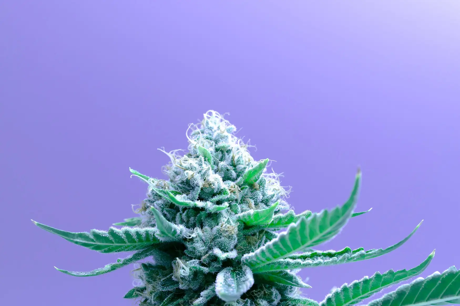 Bogeyman Strain: A Powerful Hybrid Overview