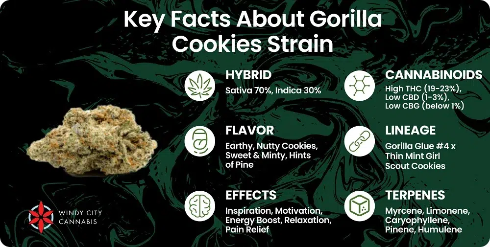 Key Facts About Gorilla Cookies Strain